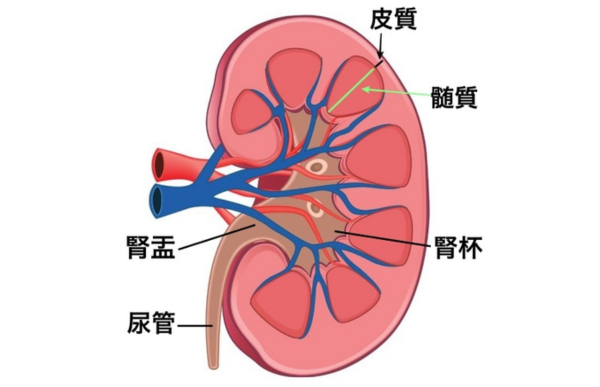 腎臓のイメージ画像